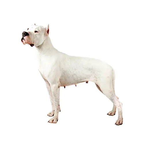 Dogo Argentino 